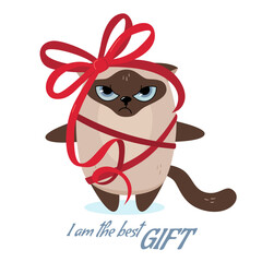 Charming Siamese cat is the best gift