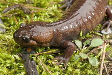 Closeup on a brown Nortwestern mole salamander, Ambystoma gracile sitting n green moss
