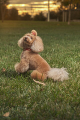 beauty poodle toy playing