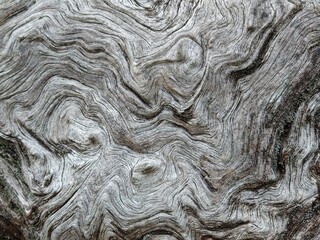 くねくねの皴が入った老木模様