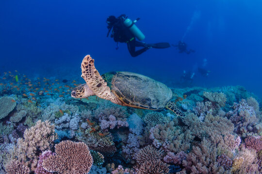 tortoise turtle diver