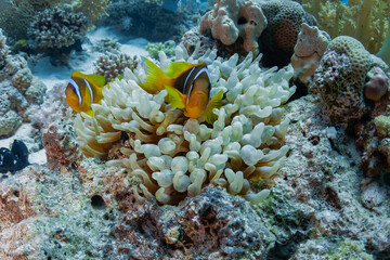 amphiprion сclownfish