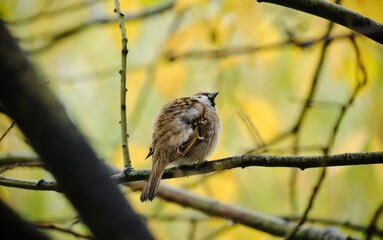 Sparrow sits on a branch in the autumn season