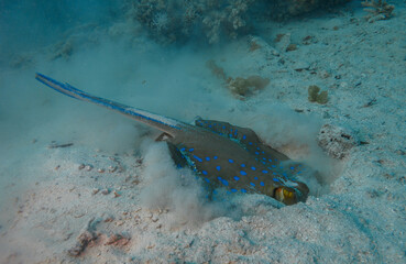 blue-spotted stingray