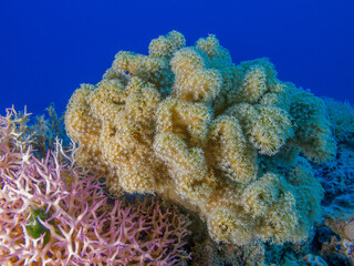 Naklejka na ściany i meble organ-pipe coral
