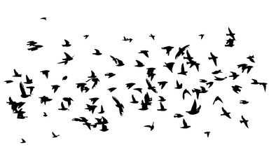 A flock of flying birds. Free birds. Vector illustration
