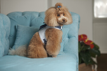 poodle toy sitting on a beautiful sofa
