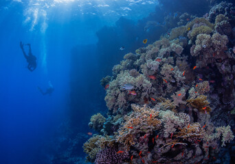 Fototapeta na wymiar underwater coral