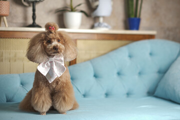 poodle toy sitting on a beautiful sofa