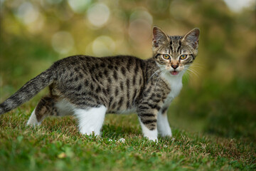 Tabby cat in a summer garden