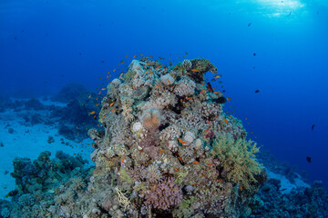 Plakat underwater fish coral
