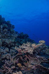 Naklejka na ściany i meble underwater coral