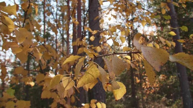 A forest in Lapland in autumn with colorful autumn undergrowth in the forefront.
