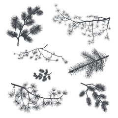 A set of silhouettes of spruce branches and pine elements to create a design for backgrounds, festive wrappers, textiles