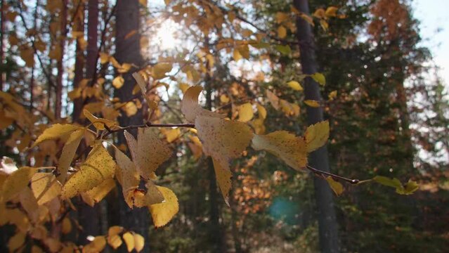 A forest in Lapland in autumn with colorful autumn undergrowth in the forefront.