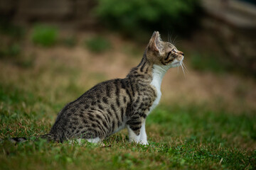 Tabby cat in a summer garden - 544181003