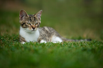 Naklejka na ściany i meble Tabby cat in a summer garden