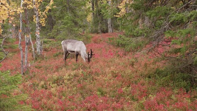 A raindeer eating undergrowth in a forest in Lapland in autumn.
