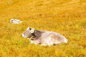 cow lying in a mountain field