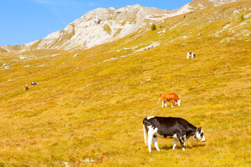 cows eating in a mountain field