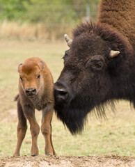 a big bison mother with her newborn calf