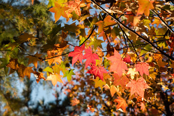 colorful leaves with autumn, leaves in different tones ,fall concept
