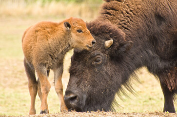 Fototapeta premium a big bison mother with her newborn calf