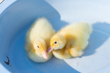 Pekin ducklings