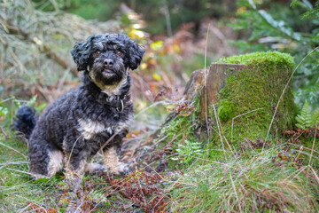 Portrait von Maltipu Hund, Malteser/Pudel Mix, im Wald 