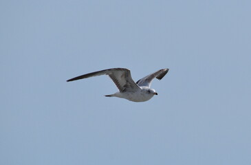 Ring-billed Gull in Flight
