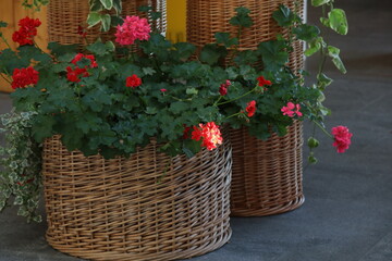 Basket with growing red flowers.Street space design concept