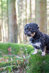 Portrait von Maltipu, Mischling aus Malteser und Pudel, auf einen Baumstamm voller Moss im Wald