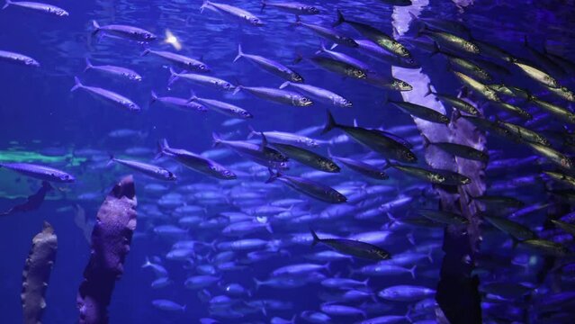 Various types of Fish Swimming inside a Big Blue Aquarium Tank