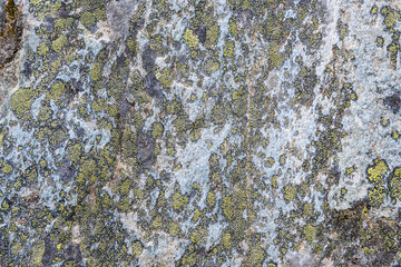 Smooth stone face growing lichen in the wild, as a nature background
