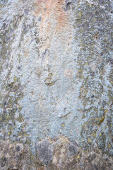 Smooth stone face growing lichen in the wild, as a nature background
