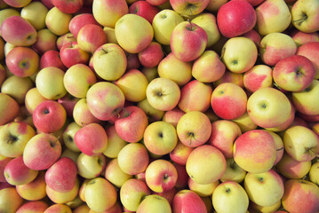 apple harvest - crates of fresh apples for transport and sale