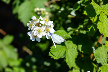 White blue butterfly near white flowers