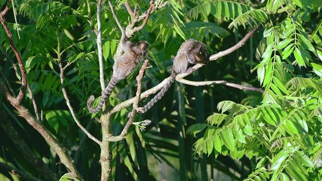 Black-tufted marmosets in the Atlantic Rainforest of Brazil