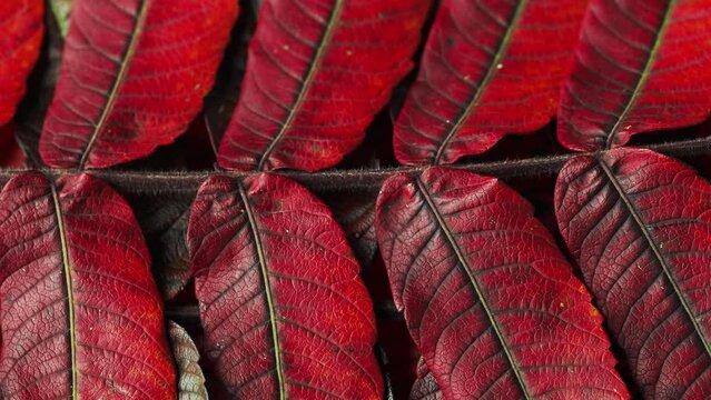 A closeup of the beautiful autumn leaves Rhus typhina, the staghorn sumac