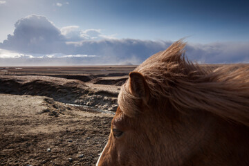Icelandic Horses and Eyjafjallajökull Volcano Eruption, Iceland