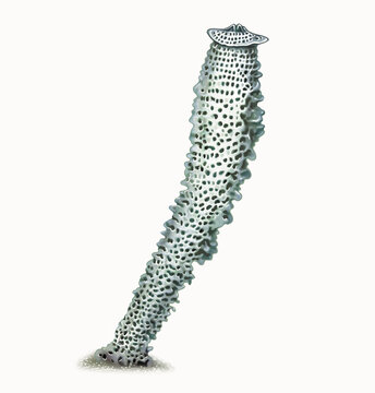 Porifera (sponges) Hexactinellida