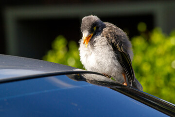 Australian Noisy Miner (Manorina melanocephala)