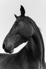 Fototapeta na wymiar portrait of a beautiful horse in grayscale