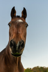 Low angle portrait of a brown horse with the ears up against the clear blue sky