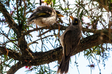 Australian Noisy Miner (Manorina melanocephala)