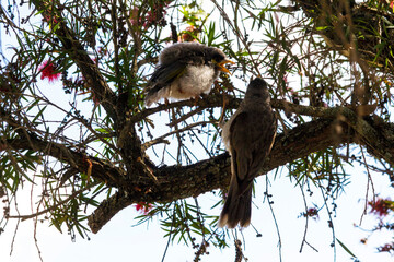 Australian Noisy Miner (Manorina melanocephala)