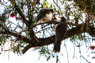 Australian Noisy Miner (Manorina melanocephala)
