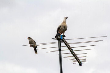 Leucistic Rock Dove (Columba livia)