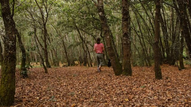 Chica pasea por el bosque con un perro Border Collie, en Oto&ntilde;o. Cabani&ntilde;as do Bosque, Galicia