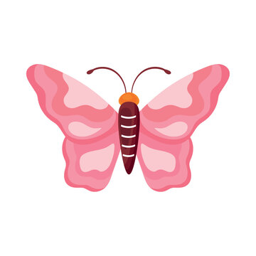 Pink Beauty Butterfly Insect